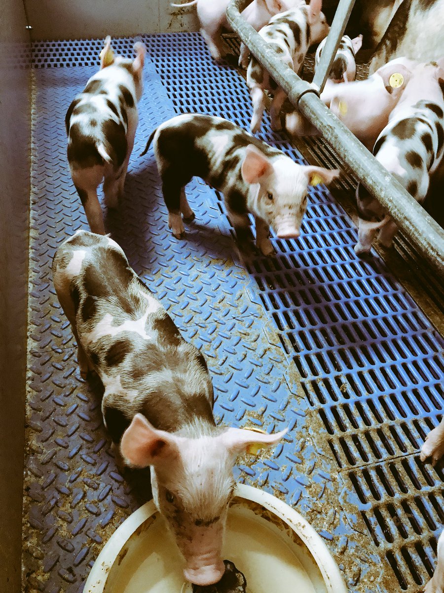 Pepijn zijn zeug heeft 9 dagen geleden biggen gekregen. De zeug is als biggetje hier op de boerderij geboren. Elke dag vraagt Pepijn of alles goed met ze gaat.