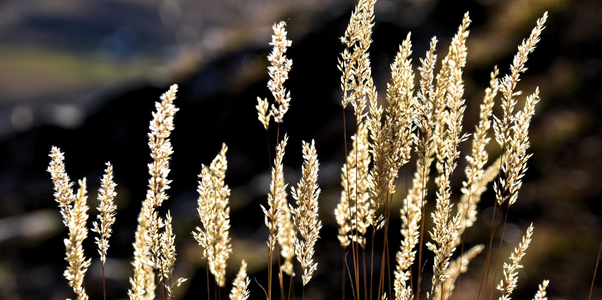 Der etwas andere Neujahrs-Gruss 2018... integrativ.ch/i/2018.asp