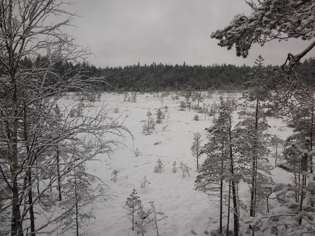Uusi vuosi aloitettu pitkällä vaelluksella Sipoonkorvessa🌲❄ #suunnistus