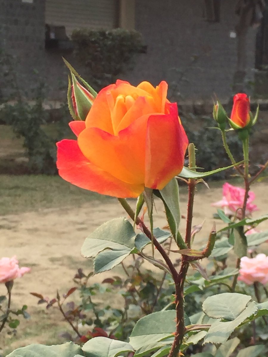 U_pasana's tweet photo. #RoseGarden Chanakyapuri #DelhiWinters #FirstDayOfYear https://t.co/H6AnNAkkqs