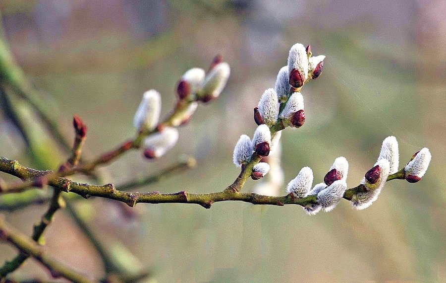 Een nieuw jaar draagt de belofte van nieuw leven in zich. Aan ieder van ons om dit te realiseren. Laten we van 2018 een prachtig jaar maken, vol liefde, gezondheid, bloemen en bijen ;-)
