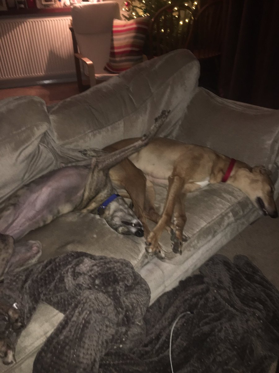 divagreyhound's tweet photo. Happy New Year to all our dogg@ https://t.co/lTIJOAWcUP