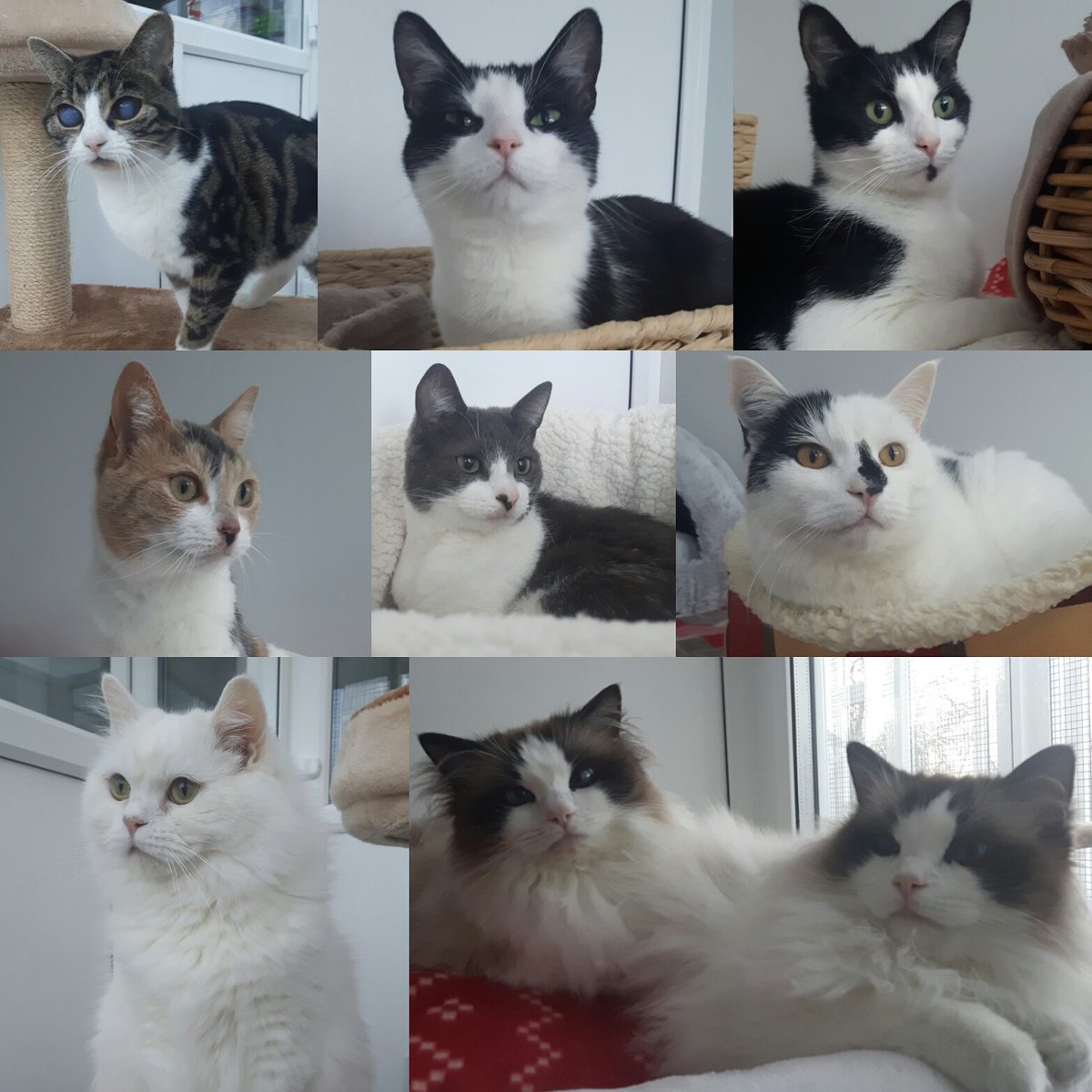 Happy New Year! #cattery #cathotel #catholiday #cat #northallerton #northyorkshire #catsofinstagram #catofig #happynewyear