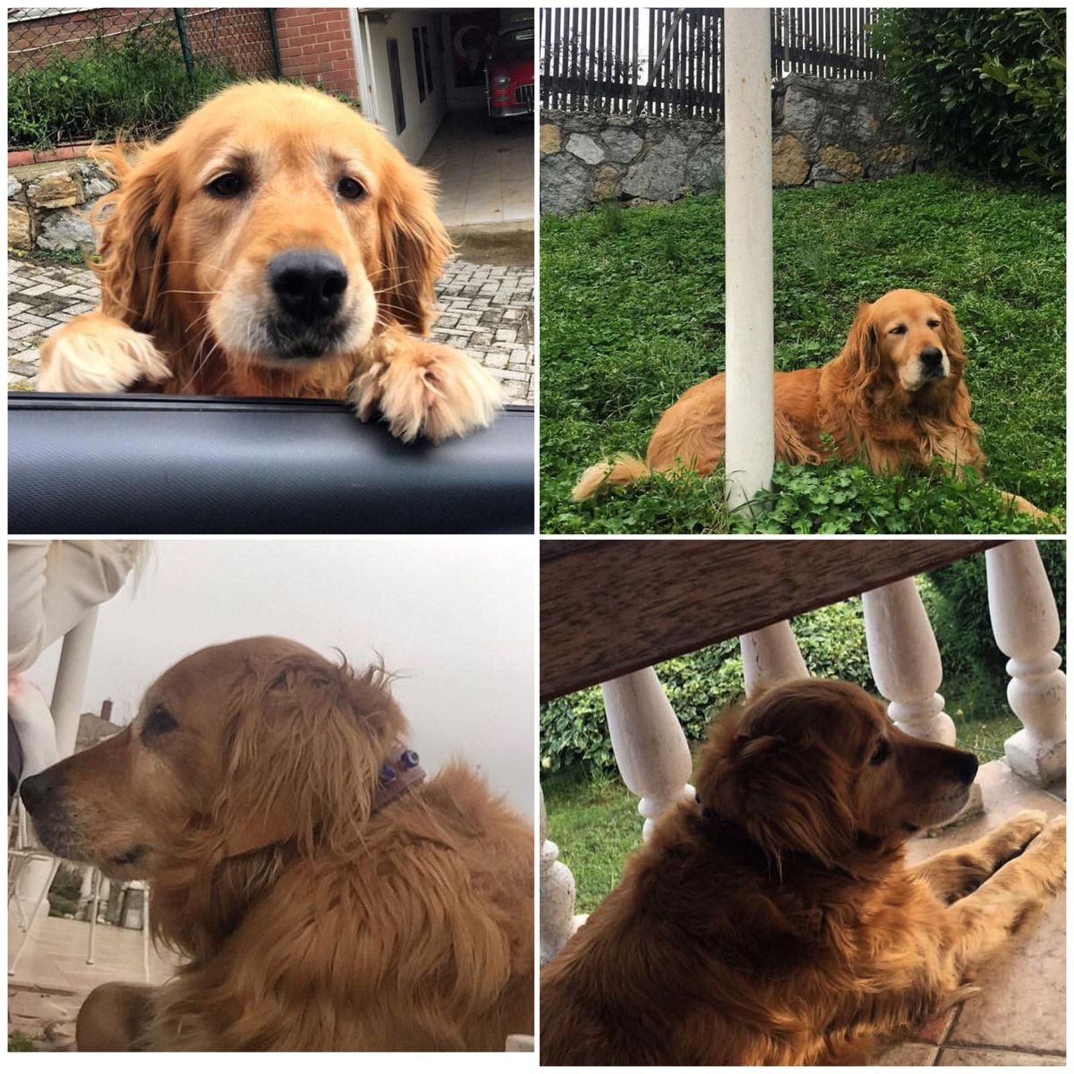 MasterTheYoda's tweet photo. Arkadaşlar,

Canım, can dostum #Mia dün gece Göksu Yeni Mahallede arkadaşımızın evinden kaçmış. 

Yeni yıl havai fişeklerinden korkup, kapıyı kırıp kaçmış 🙁🙁

Gören bulan varsa lütfen bana ulaşsın. Sokağa alışık değil. Korkar.

Delirmek uzereyim.. 😢😢😢

Twiti dagitin lutfen https://t.co/xlOdyaaizX
