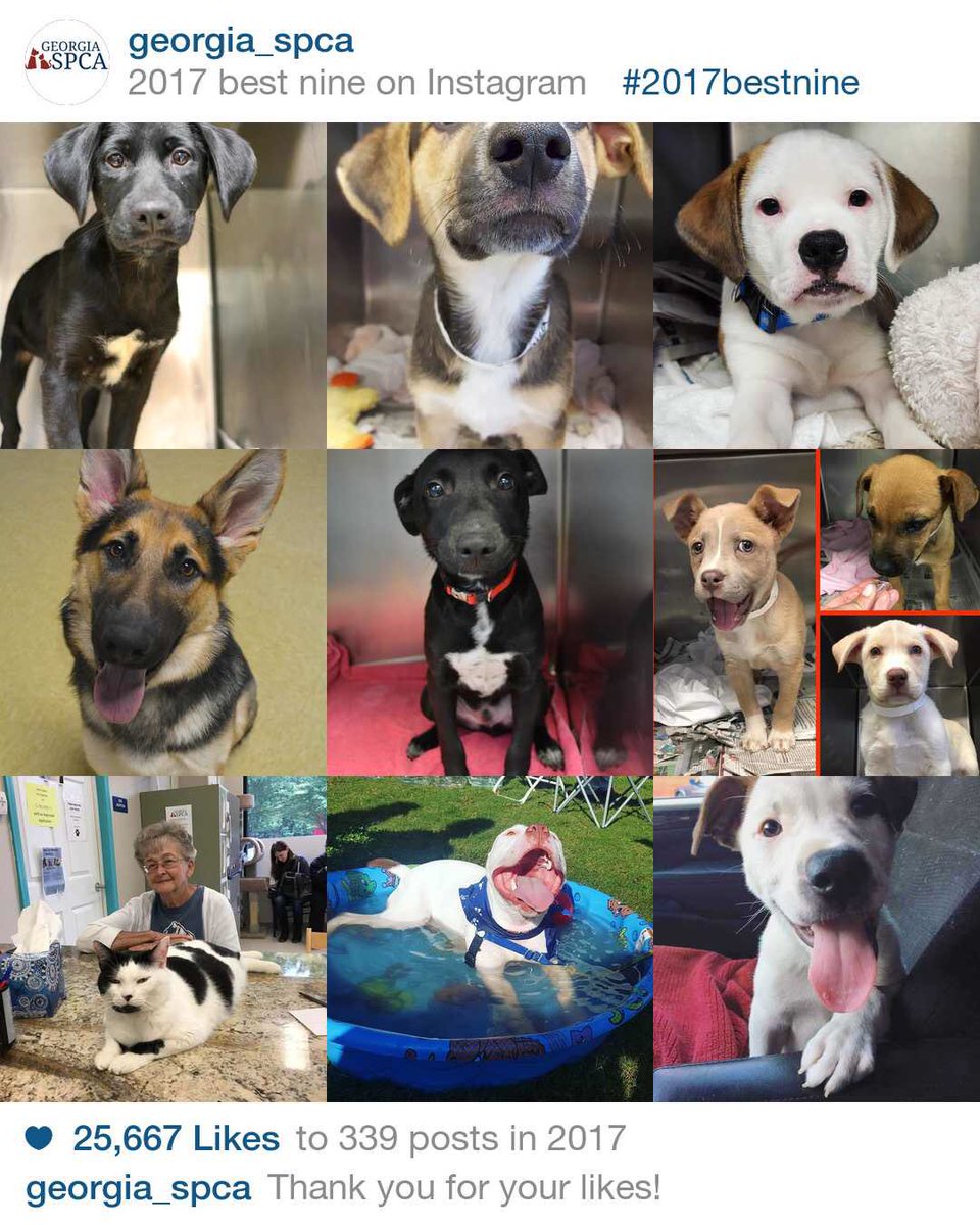 GeorgiaSPCA's tweet photo. Our #bestnine2017! https://t.co/eRzb3rHcEF