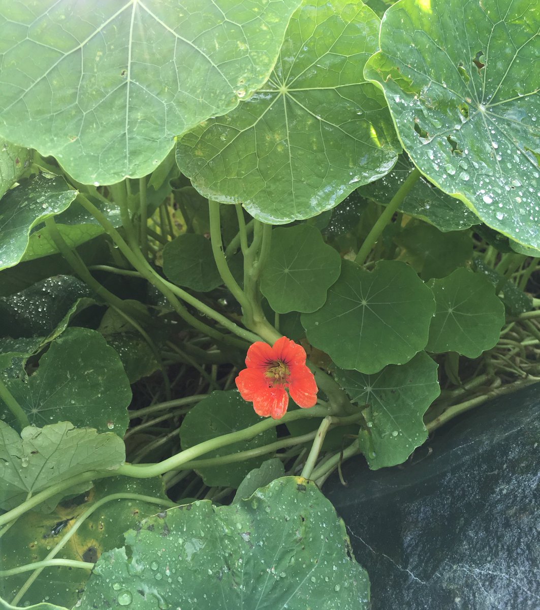 tweetTimHubbard's tweet photo. Blooming in #Mousehole on #NYD.
#mildclimate
#Cornishgardens https://t.co/uMq1tc5seV
