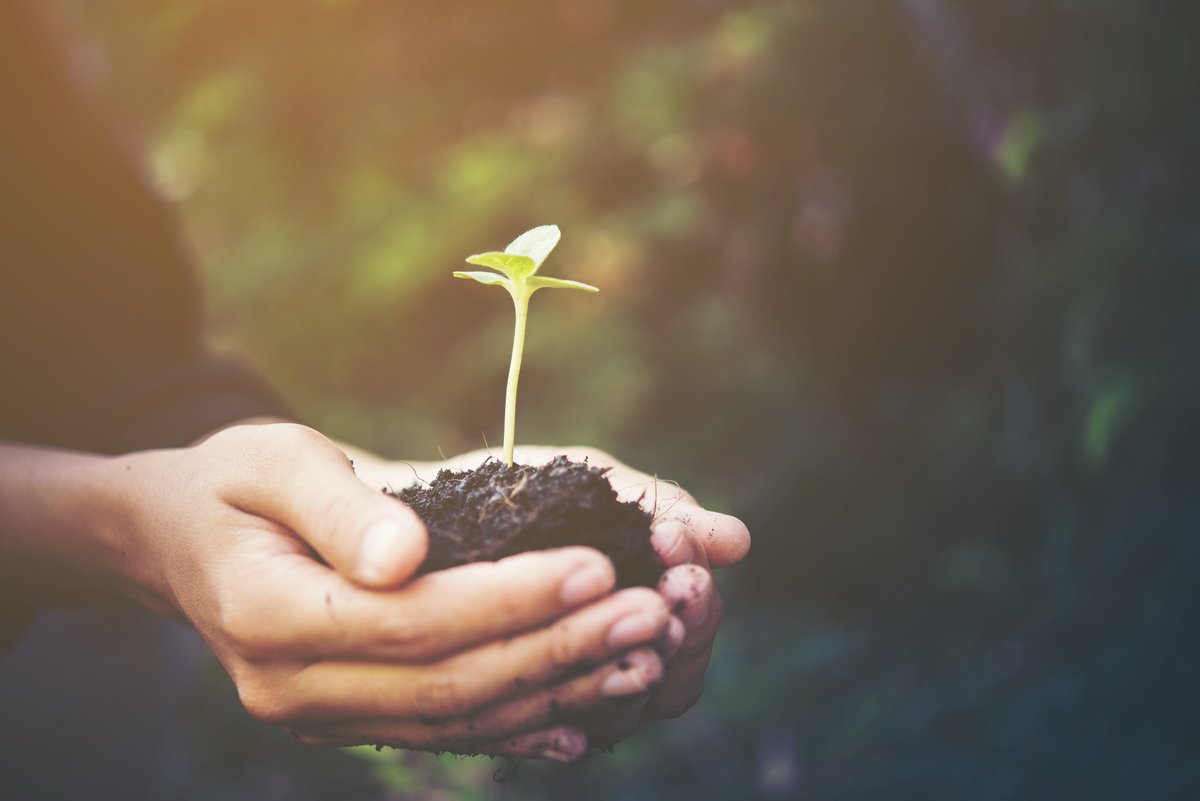 IndiaRiceExport's tweet photo. Rice, staple food of India is largely produced &amp; Exported all over  the world. India's aromatic rice is loved by everyone because of its  taste and rich fragrance.
Please visit our website: https://t.co/IjwsCMy8MM https://t.co/tXverd5NqE