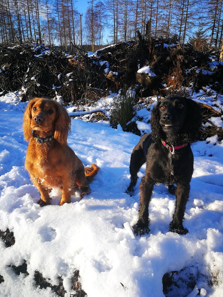 madspannas's tweet photo. Absolutely fabulous walkies this morning ❤️ https://t.co/3bVpbnBixt