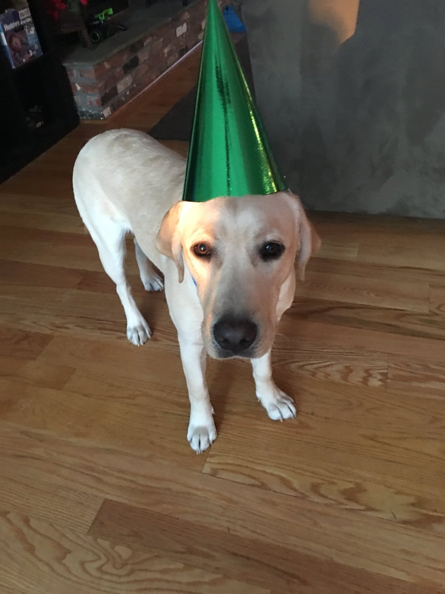 rindfleischm's tweet photo. #nbc30 Riley’s (8months old) first New Years!! Doesn’t look too excited! @HeidiVoight https://t.co/uphvMjVIHh