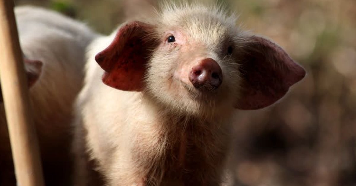 Make a resolution for 2017 that really matters – helping animals. ow.ly/22BC30hojkV