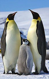 linuxfrorg's tweet image. Nous vous souhaitons à tous une excellente année 2018, toujours plus libre et ouverte 🐧