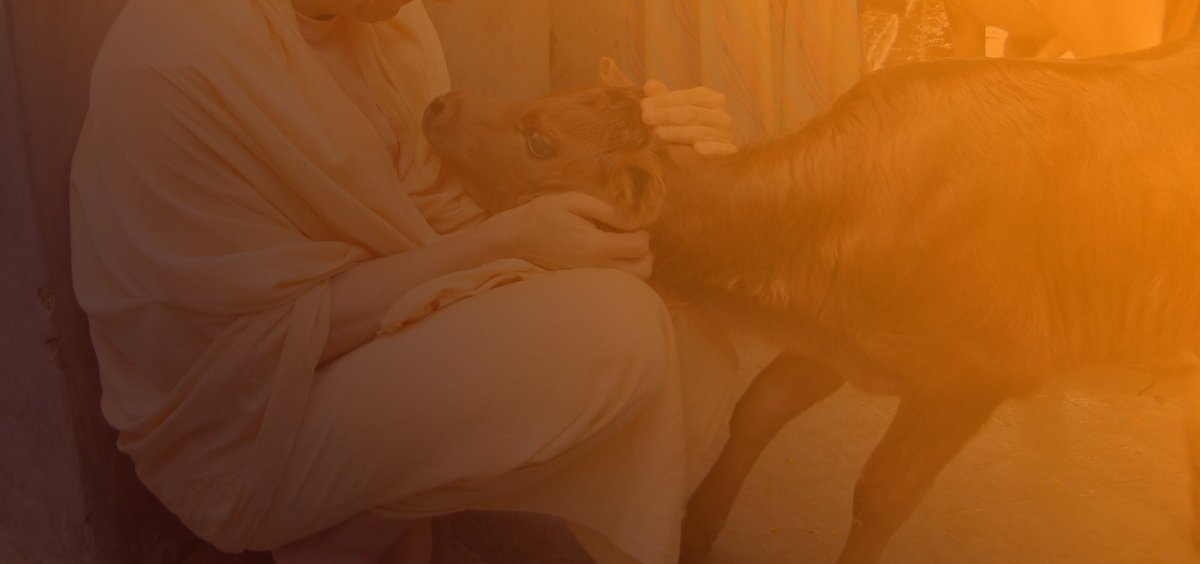 WowcowOfficial's tweet photo. WELCOME TO #INDIA’S DESHI #COWS
Indian Cow’s Milk = Mother’s Milk
More Details: https://t.co/cTB1MqKBVO
#Wowcow #IndianCows #DeshiCows #IndianCowsMilk https://t.co/UajWA4RyRx