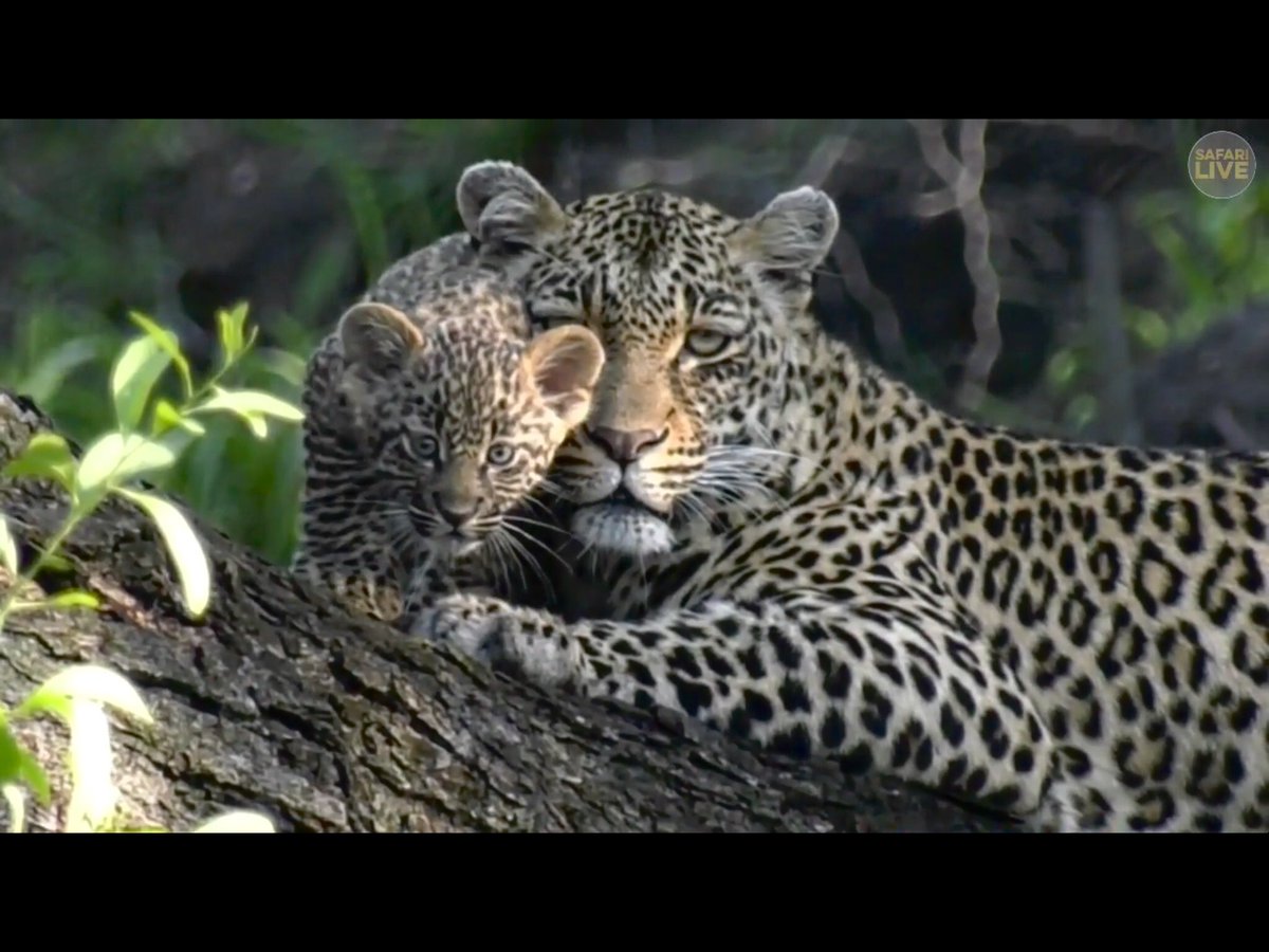 jayneeb63's tweet photo. Happy 2018 to Noelle Van Muiden and all the wonderful people at #safarilive  What a great start to the year! https://t.co/49rc8QtBad