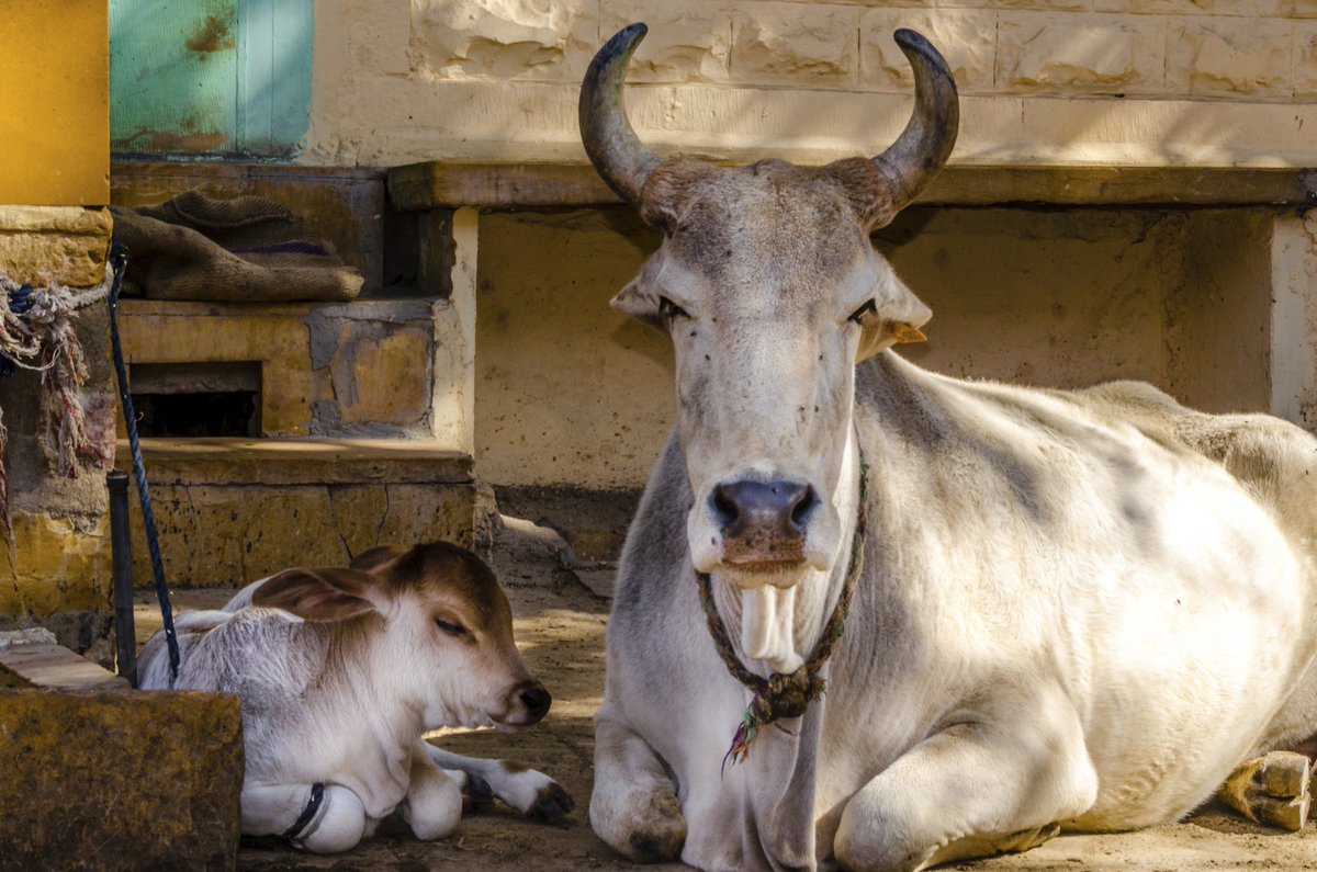 WowcowOfficial's tweet photo. Comparison Milk Of Desi Cow Breeds Vs Foreign (Jersey Cow) Breeds

Today most of the dairies across #India produce milk processed from Jersey and H.F cows. https://t.co/IuTtEdluRt 
#Wowcow #IndianCows #DeshiCows #IndianCowsMilk https://t.co/PNEbBCosLQ