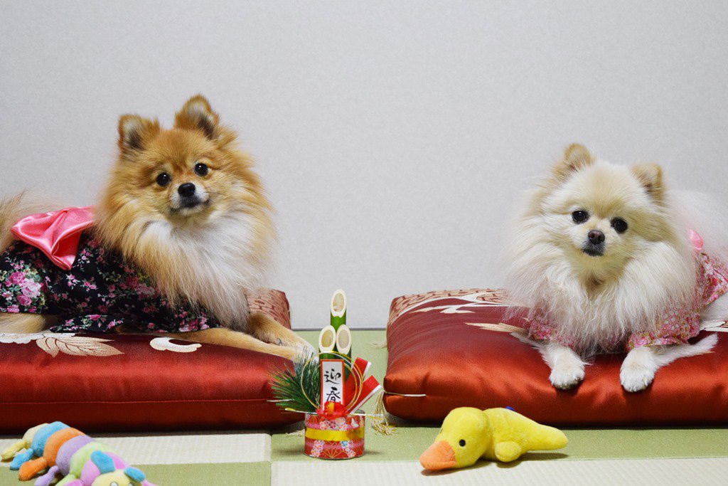 mokyu703's tweet photo. あけましておめでとうございます🎍
今年もよろしくお願い致します🐶🏠
ワンコ達は犬用鯛で新年を迎えました🐟初詣に行く途中、小雨が降り虹がかかりました😆今年は良い年になりそうです⤴ https://t.co/VdVQbWQbHb