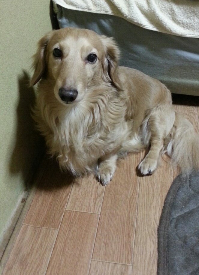 shy329's tweet photo. 戌年なので愛犬の写真を投下します
あけましておめでとうございます_('ω'_Ｕ⌒)ｼ https://t.co/TB5crYKnVb