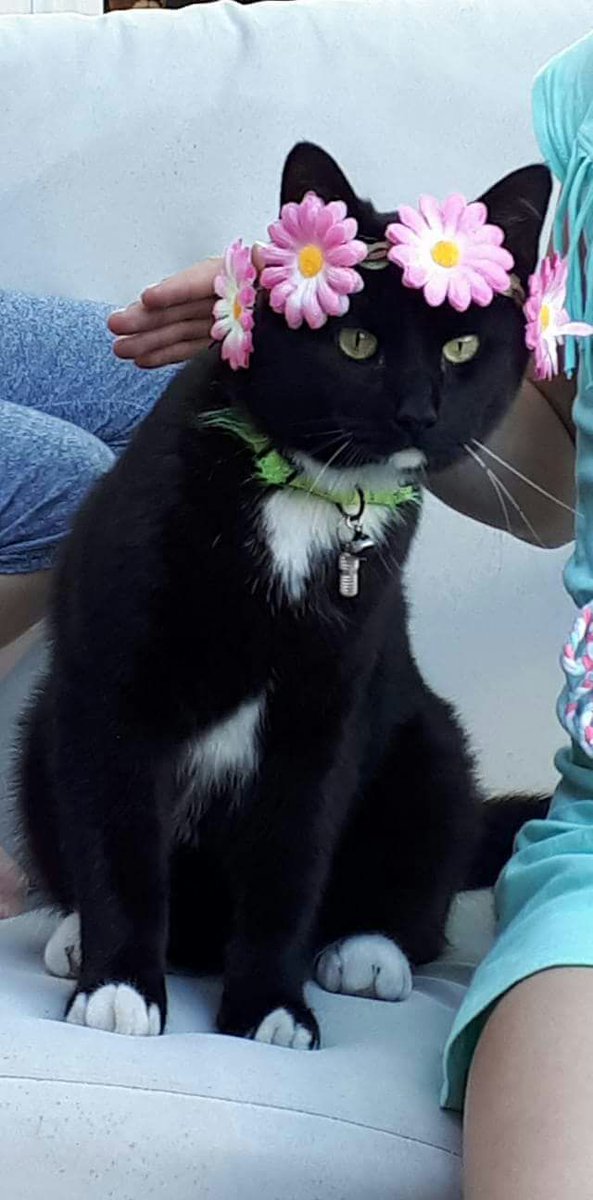 Onze kat is vermist vanaf oudjaarsavond. <a href="/DierenhulpNL/">Dierenambulance</a> #dierenhulp #dierenambulance #jaarwisseling #tHarde #Elburg #gelderland