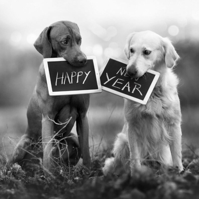 DQ_GSD's tweet photo. #HappyNewYear2018 Wishes for a great year! @shaunwalters041 @a_almond1msncom @bluelivesmtr @Berti_and_Ernie @WiltzieCotton @ChicagosFines19 @OfficerCynical @Davewardell @fas3050 @Raluca_Florea @BadGovtinArk @dgattine @viswa16468 @speedy23567 @OfficerDimples @jbwallace @jaja4058 https://t.co/jlMwvB50TQ