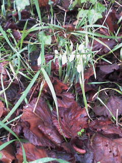 Happy new year everyone just spotted the first early snowdrops in Bloxworth. Nice and early.