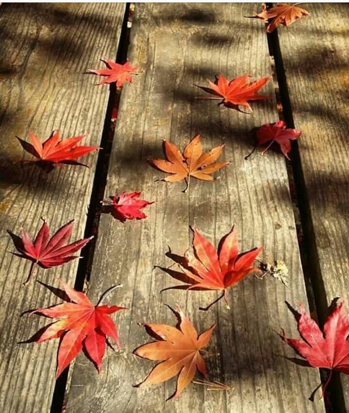 Yüzümü arıyorum
Düş kırığı yüzümü...
Eskilerde gülen,
Şimdilerde solan yüzümü...
Kendim kendime yabancı...
Aynalar efendim
En büyük yalancı...
Acım derin,
Acım taze,
Acım acılar'dan da acı...
Yüzümü arıyorum
Hani o çocukça gülen yüzümü
Gören var mı?...✒