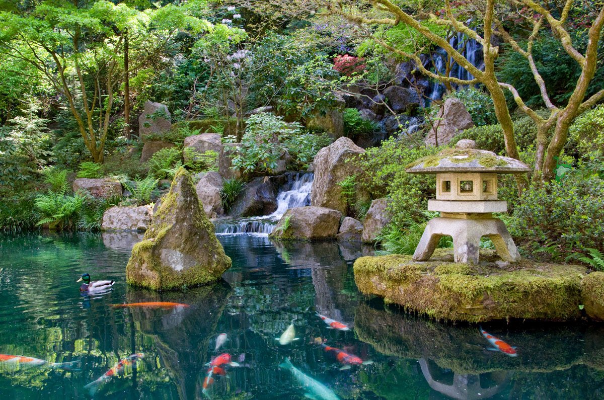 Webb S Water Gardens Twitterissa Look At This Beautiful Koi Pond