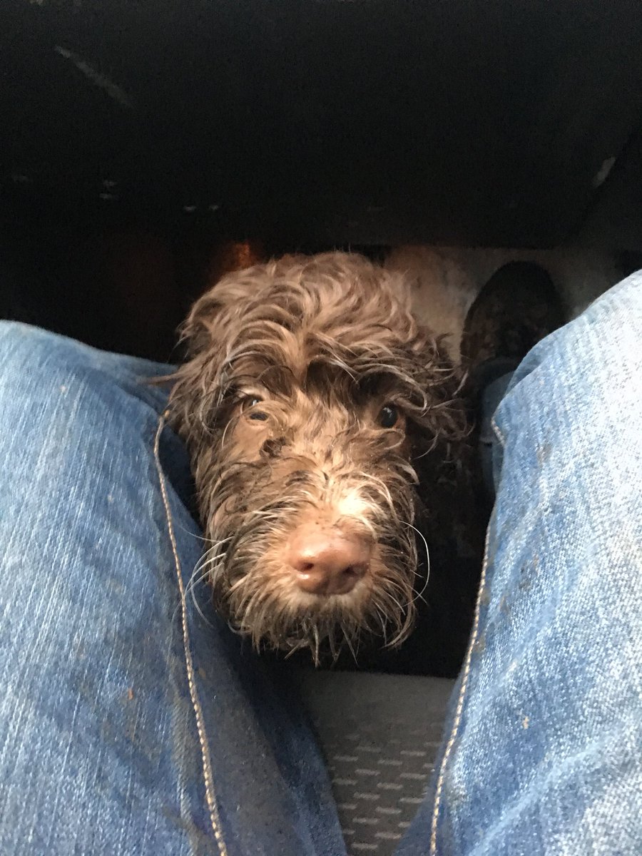 AngusCockapoo's tweet image. Muddy walk up a hill called ‘The #Wrekin’ today. They better not get the hairdryer on me when we get home.