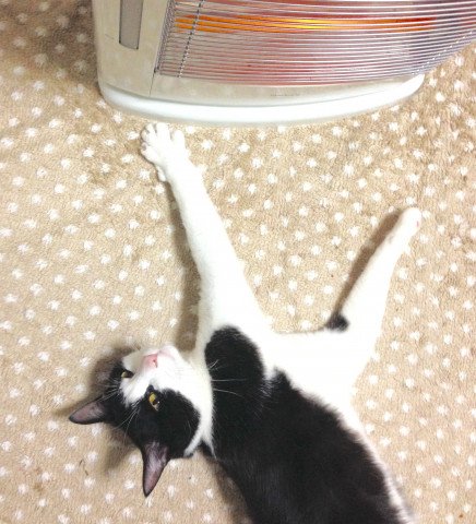 nekojirushi_cat's tweet photo. ココは譲れにゃい
https://t.co/PFpchEhXPm
#cat #猫 #写真 #Cyute https://t.co/BJ1VbPW1Zt