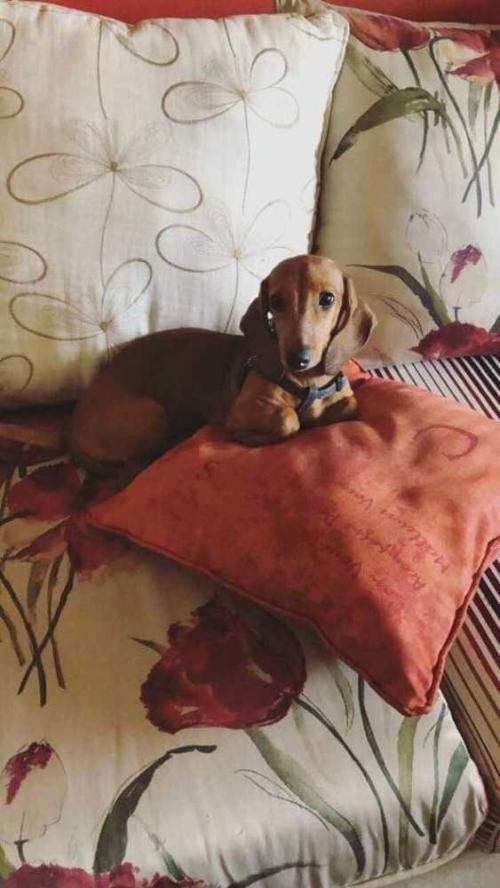 nyshelterpets's tweet photo. 🐾 Come meet #FIONKA before it's too late! #doglovers She needs a loving home! #adoptdontshop 🆘 https://t.co/U3xz9Rbjjz https://t.co/PCIXjQNpZ6