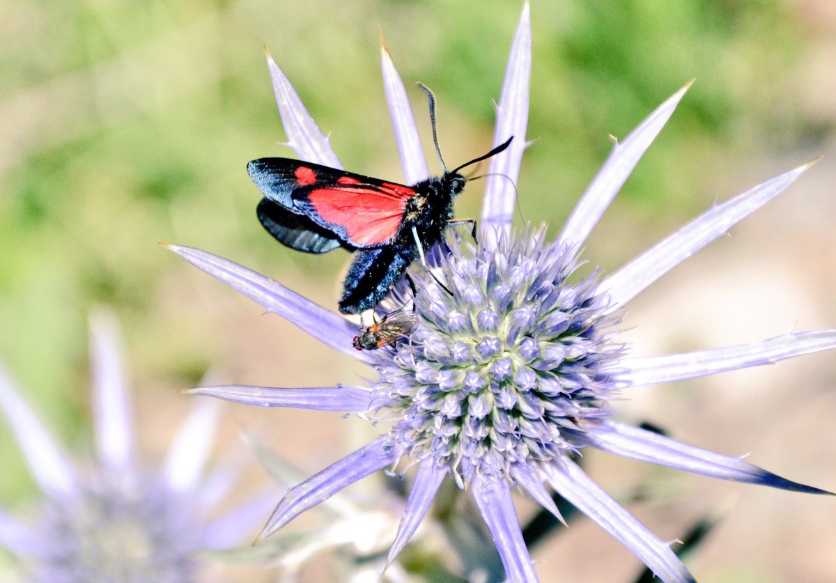 @NathalieNatuur Mijn bijdrage. #sintjansvlinder