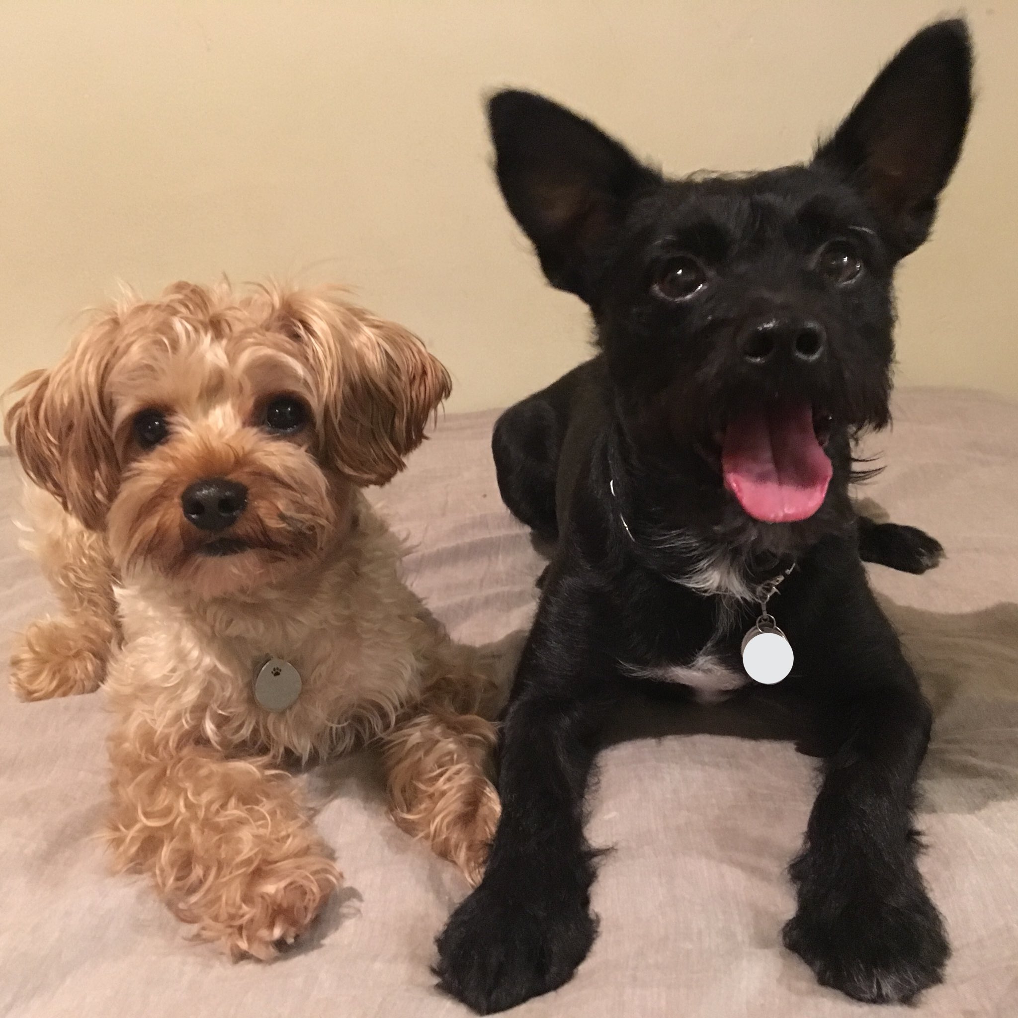 Twitter 上的 プリモとどんぐり ヨークシャーテリア トイプードル 同じミックス犬でも 見た目も 性格も全然違う ミックス犬って面白い ヨープー ミックス犬比較 プリモとどんぐり 愛犬 Mix犬 黒犬 多頭飼い T Co Hnh3wxalru Twitter