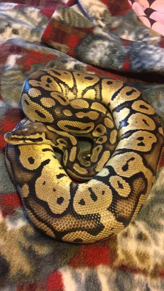 markybarkk's tweet photo. ✨Welcome to my Twitter✨
My name is Mark
I want to be a vet tech and I am extremely passionate about snakes and other reptiles.❤️🐍
I enjoy meeting new people.
✨🌲✨🌲✨🌲✨ https://t.co/8oKa5nS7L1