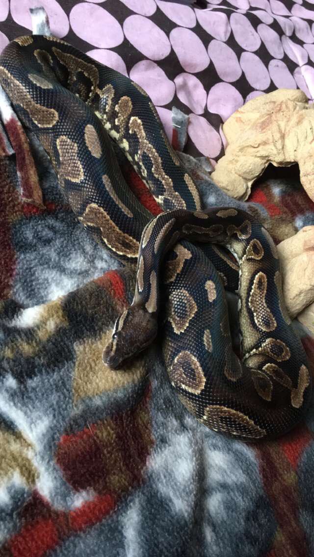 markybarkk's tweet photo. ✨Welcome to my Twitter✨
My name is Mark
I want to be a vet tech and I am extremely passionate about snakes and other reptiles.❤️🐍
I enjoy meeting new people.
✨🌲✨🌲✨🌲✨ https://t.co/8oKa5nS7L1