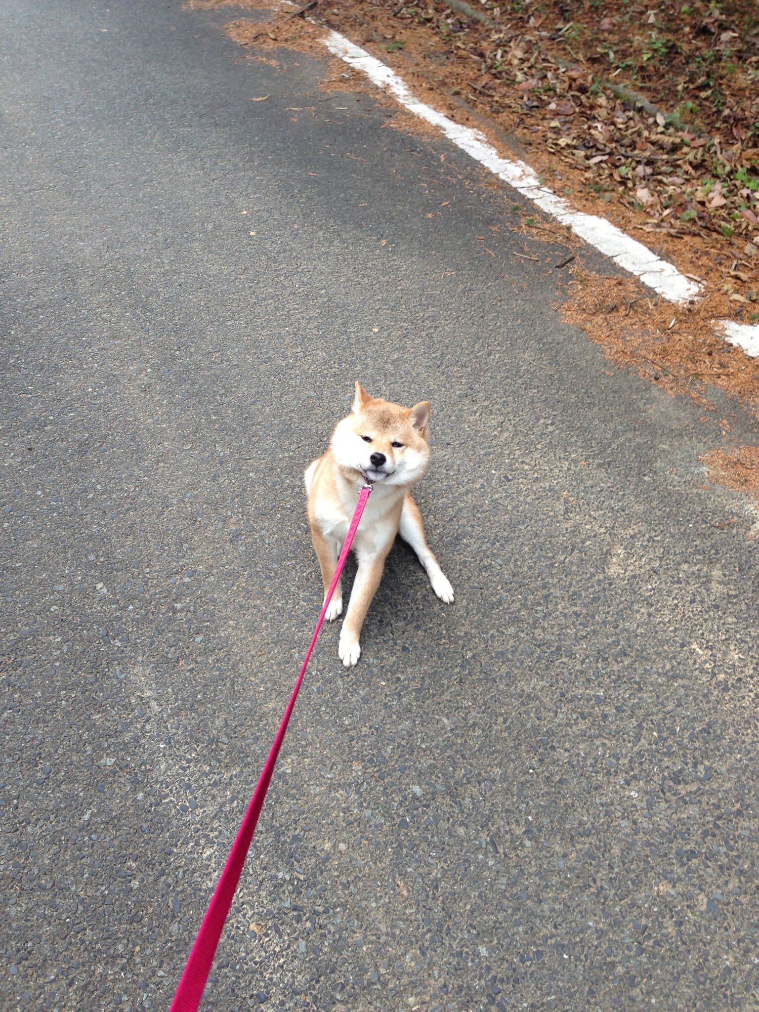 まるち 戌年なので実家の散歩から帰りたくない犬と散歩に行きたくない犬を貼っときます T Co Ebwhaeb35r Twitter