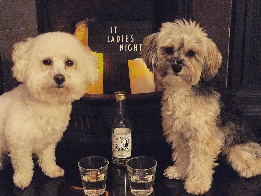 MyNameYuffie's tweet photo. Back to work Wednesday - just time to catch up with old friend for glass of Pawsecco. Lula like to call it Pawsecs because she dirty bitch.  #dryjanuary #dryjanuaryfail #ladiesnight #ladies #girlsnight #dogstagram #dogsofinstagram #dogs  #bff #prosecco #… https://t.co/TkoCv25MJu https://t.co/9xWCa31vvg