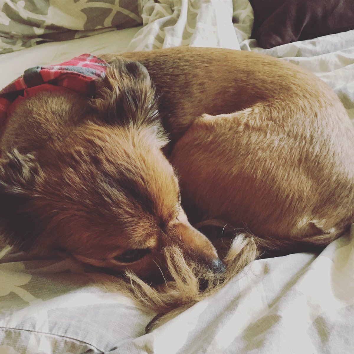 SpottedDogShop's tweet image. May your New Year be filled with snuggly cinnamon roll puppies this year! #Etsy #dogbandana #picklepickupline #adoptdontshop 🌀🌀🌀