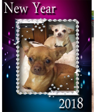 DaffodilsWheels's tweet photo. Happy New Year everyone!
❤️Daffodil, Pepin the Short and The Human
#DaffodilOnWheels #twoleggeddog #chihuahualove #chillin #family https://t.co/8yLG343BFk