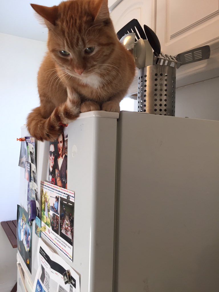 AineMcGlynn's tweet photo. The way my cat perches on top of the fridge, intensely watching every movement as I cook, convinces me that one day I'll come home to a hot dinner. #catcook https://t.co/5LDyCPzKlG