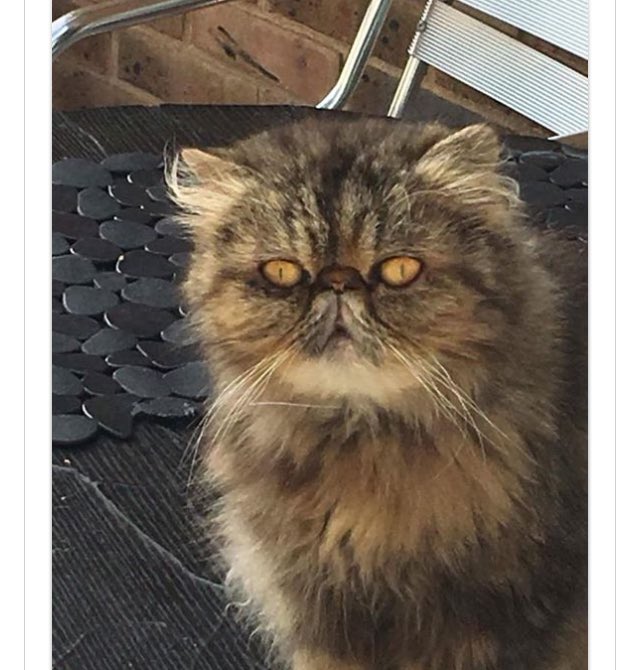 Animals Lost And Found In Kent Ltd On Twitter Please Can People