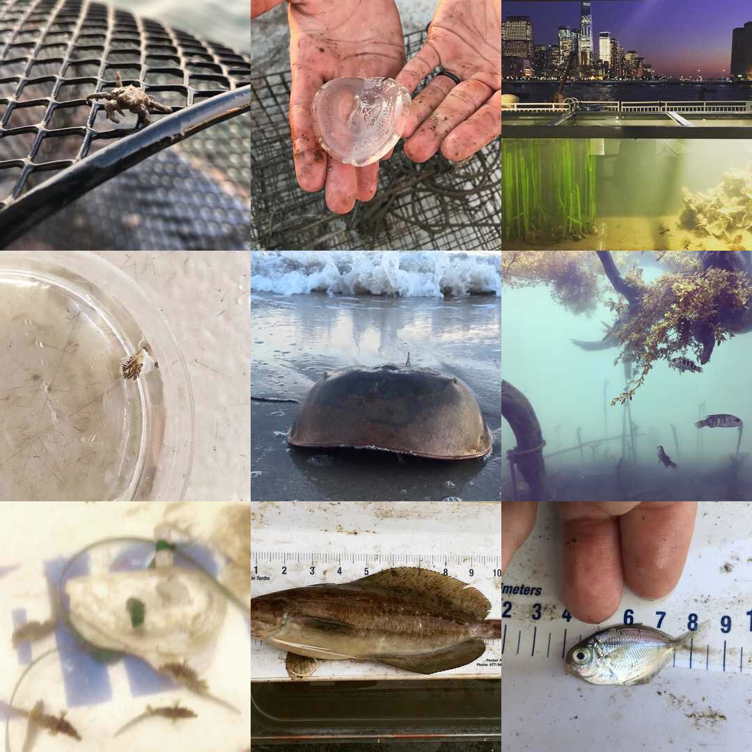 riverprojectnyc's tweet photo. Did you know TRP has an Instagram? Hereβs our #2017best9. Go check out riverprojectnyc for awesome pics in 2018! https://t.co/c8g3EBsP1Y