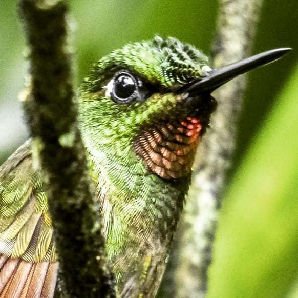 passaroscom's tweet photo. Olha que olhar mais lindo!
Foto de @fabio_mrandazzo
#passaros #tapirai #birds #birdwatching #nature #birdsofinstagram #birdphotography #fotografiadepassaros #sosmataatlântica #observaçãodepássaros #beijaflor #passarinhar #passarosbrasileiros #passarosdob… https://t.co/IGz4ql8NWm https://t.co/7I5M7DQtfS