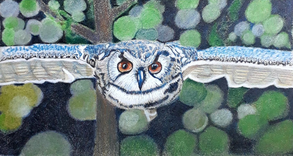 malbro2010's tweet photo. "Owl in coloured pencil #colouredpencil #kohinoor #polycolour https://t.co/v1lZcJeQpH