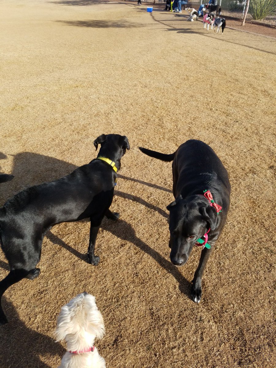azjedi's tweet photo. No better way to start the year off then hang with Friends (@ Pioneer Community Park Off-Leash Dog Park in Peoria, AZ) https://t.co/OKmSoEkVTn https://t.co/sESbIxBg7X