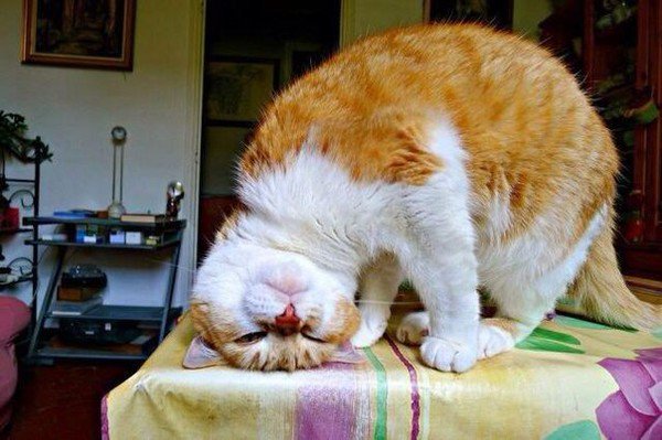 DSeGm1_WkAA7Zlo.jpg:small