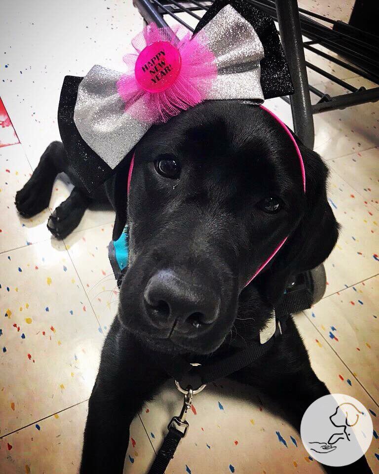 paws4vets nonprofit tweet media