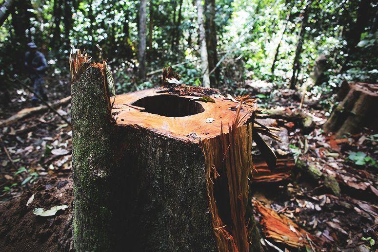 Limportant_fr's tweet image. Suède, Finlande, Russie: la forêt boréale décimée... pour fabriquer des mouchoirs en papier limportant.fr/infos-selectio… #INFOS2017