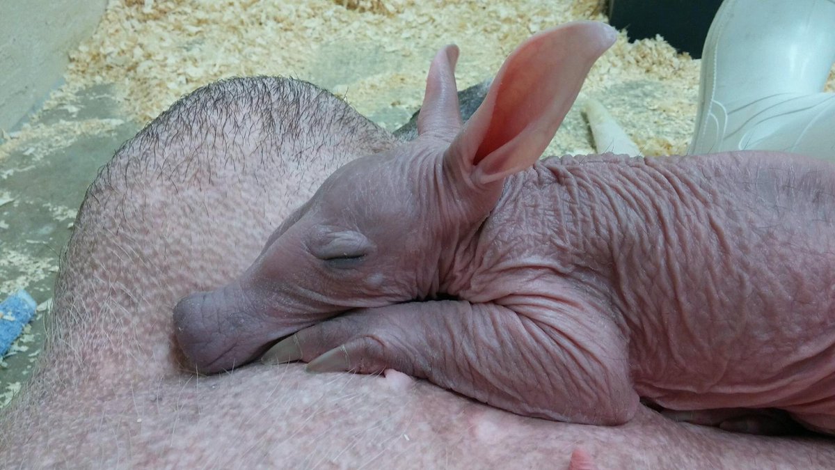 CincinnatiZoo's tweet photo. Our baby boy aardvark born on Dec. 21 needs to start off 2018 with a name. Any suggestions? #aadorableaardvark https://t.co/B2SepkEm6U