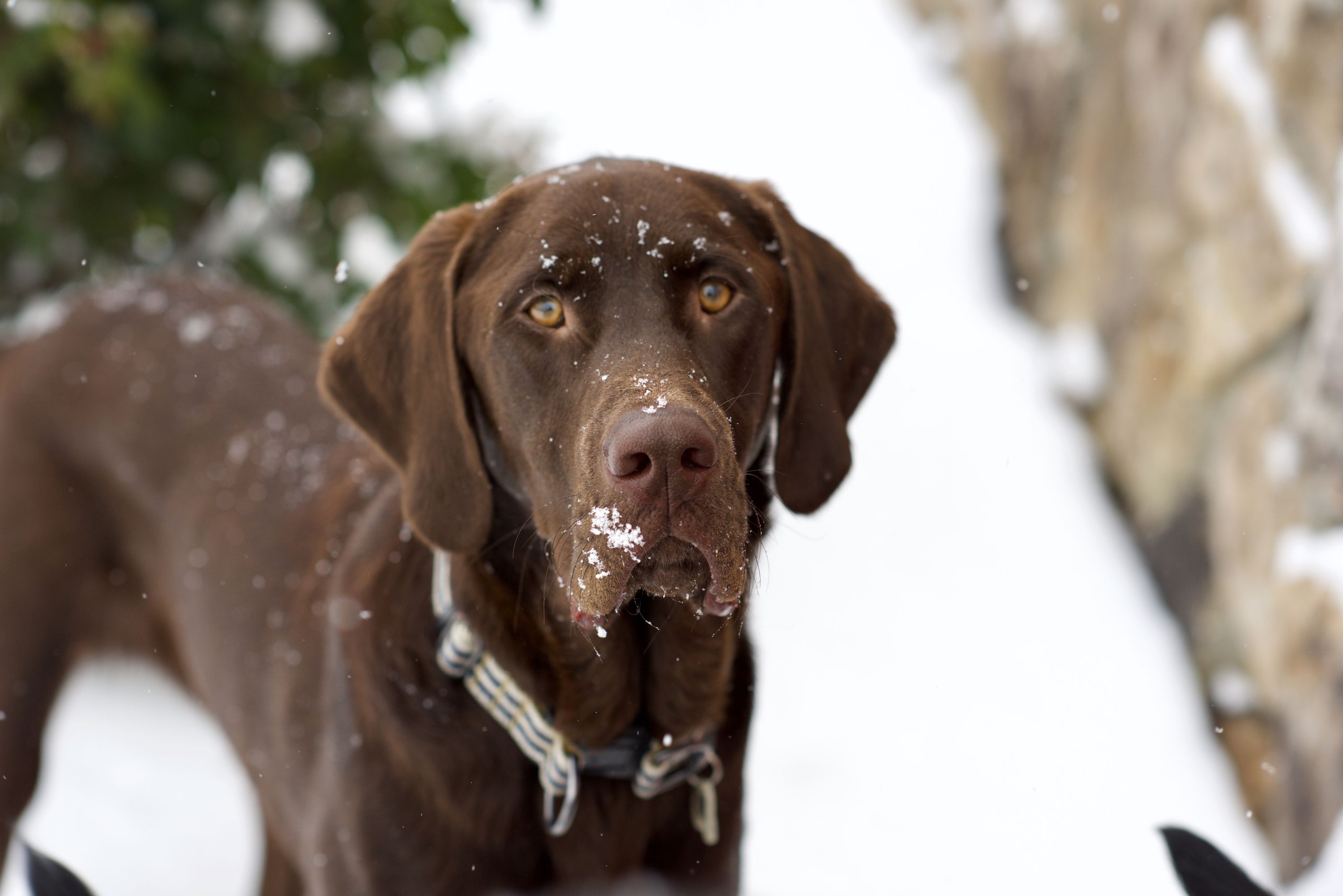 Lab bloodhound cheap mix
