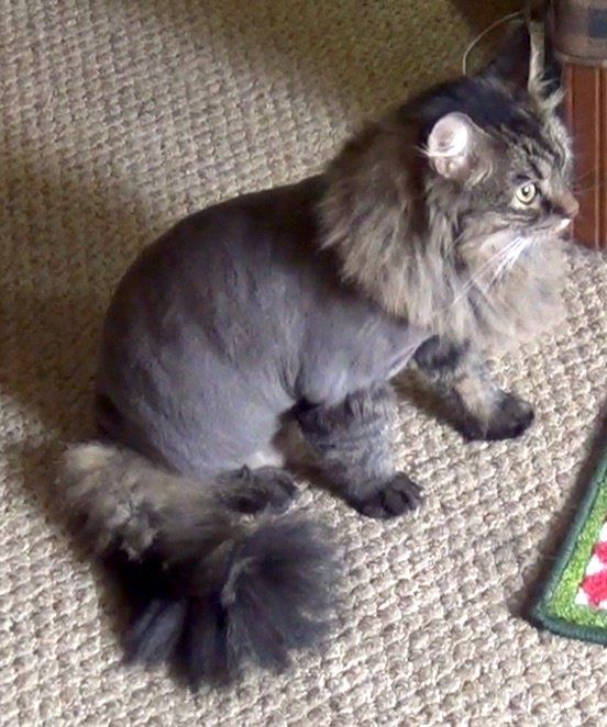 52 Top Pictures House Cat Shaved Like Lion - Alec Bracewell - Cat Clinic Of Cobb