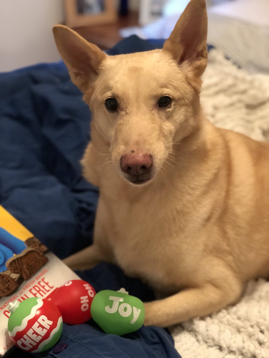 wrigleyroo's tweet photo. Very grateful for @smaheraja’s holiday awards for being the most handsome dog. https://t.co/3rSyrgDaer