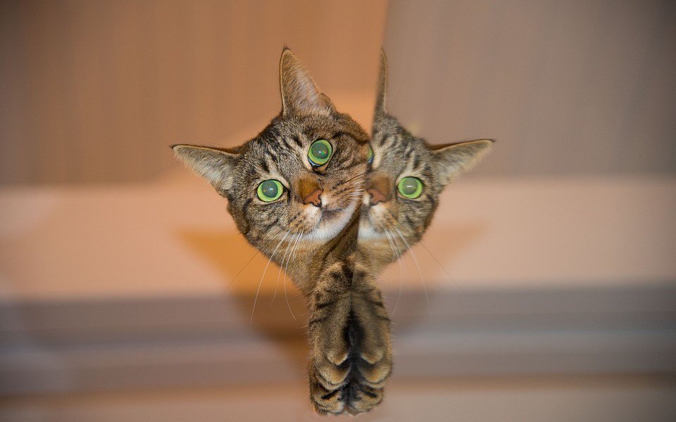 mickknutson's tweet image. Generating and Mocking Data With MockNeat: MockNeat is a new Java 8+ library that can be used to provision apps with initial sets of data that are valid from a business standpoint. Data is… bit.ly/2DJKZuw #java #java_8 #data_generation #mocking_frameworks #mickknutson